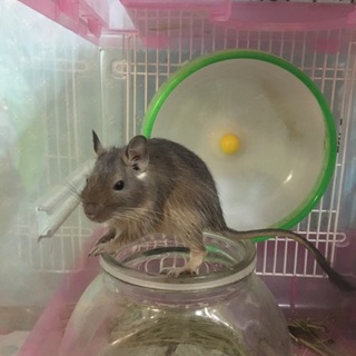 生後4ヶ月のオスのデグー