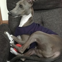 はち