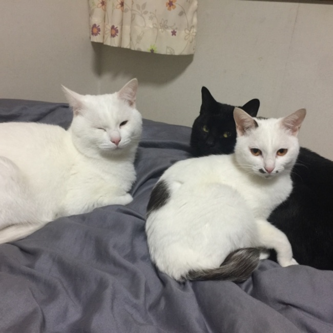 キキー100368のカバー写真