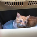 生後約1ヶ月のこねこ！人馴れしています