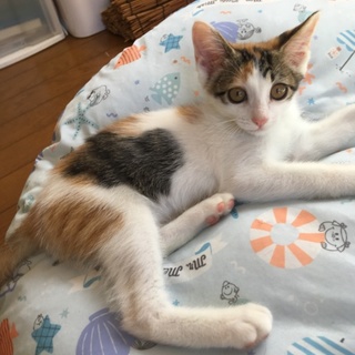 ちょっと恥ずかしがり屋の女の子