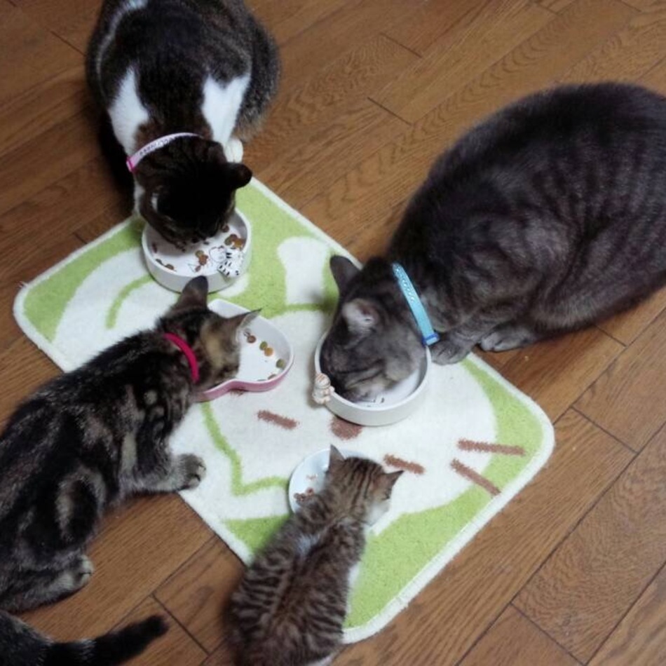 トトのカバー写真