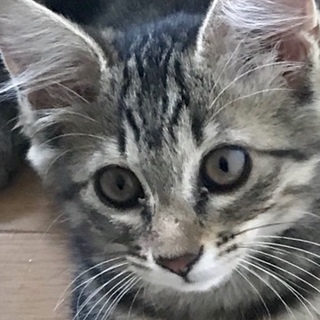 ふわふわ♡ふうちゃん！