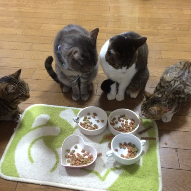ココミミノノトトのカバー写真
