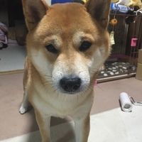 ラン