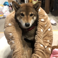 ミク