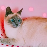 ミーミ