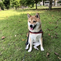 かりん