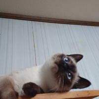 ぐら