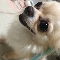 一茶