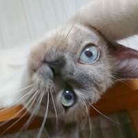 梅