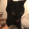 黒猫のジジ　男の子なのに泣き虫でじゃこが何よりもの大好物　元気でやんちゃな男の子