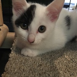 7月15日(日)に愛知県豊川市で譲渡会 サムネイル3