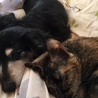 ジュリとキキ　ジュリアは自分が猫だとずっと信じてたね・・　実はあなたは犬なのよ