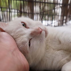 おじいちゃん猫「ビヤン」君　里親募集開始！