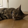 てらあい