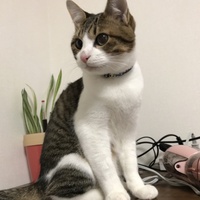つくね