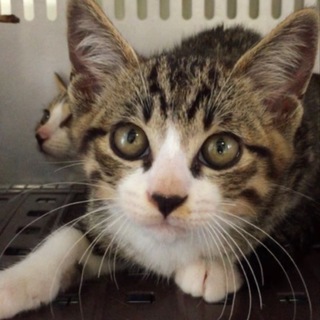 里親様に迎えられました！有難うございました。