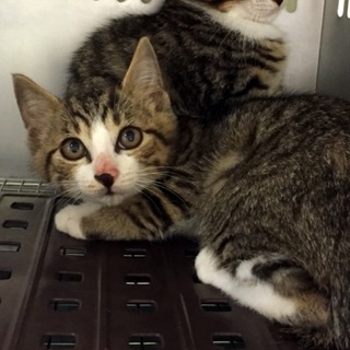 里親様に迎えられました！有難うございました。