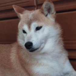 仔犬じゃ無いよ❣（笑）シニアだよ〜