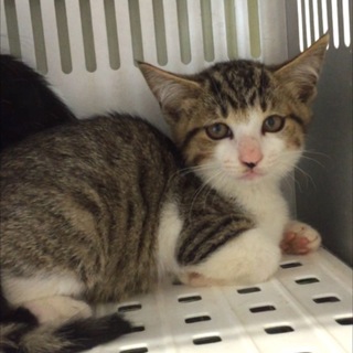 里親様に迎えられました！有難うございました。