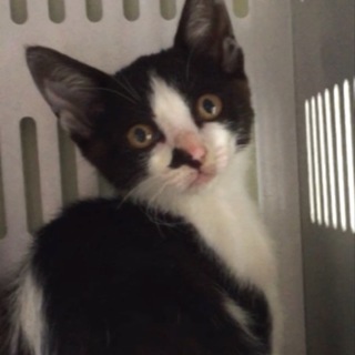 里親様に迎えられました！有難うございました。