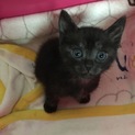 子猫の里親募集3匹います