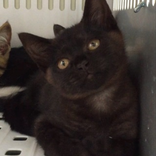 黒ちゃん1匹お迎えされました。有難うございました。