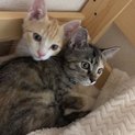 4月11日生まれ兄と妹。ペット用品もあります。