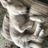 ふわ