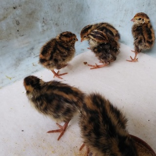 ウズラ雛  里親募集 5羽まで