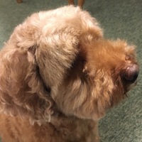 メープル