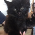 長毛のふわふわ黒猫ちゃん♀