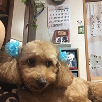 モコ