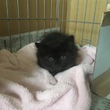 毛並みつやつや半長毛の黒猫ちゃん♀