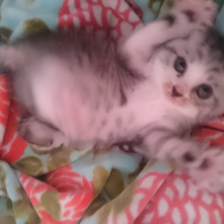 グリーゼのカバー写真