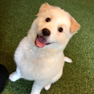 里親さま決まりました☆