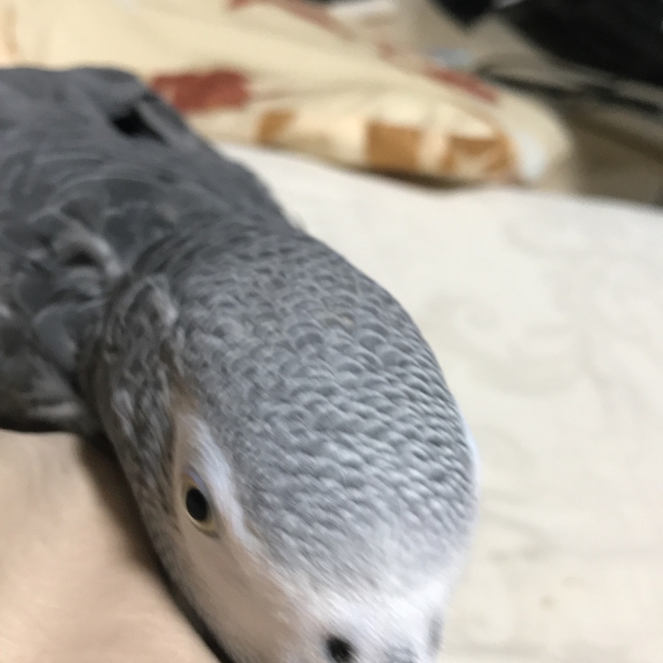 アルのカバー写真