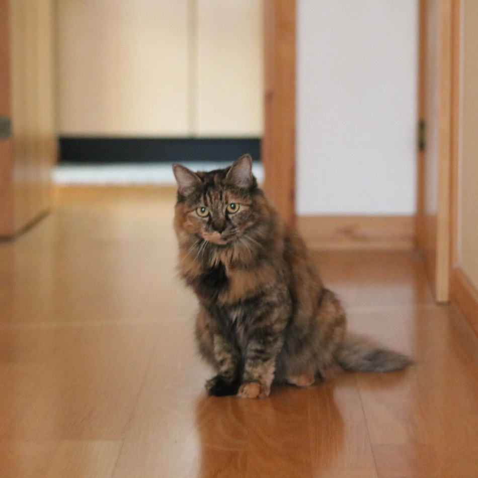 シャンクスのカバー写真