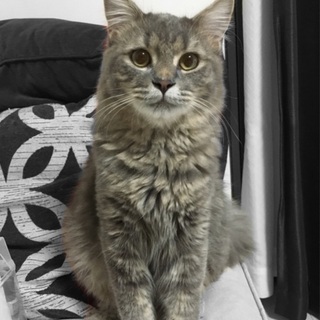 マンチカンとラパーマの両親スクーカム2歳