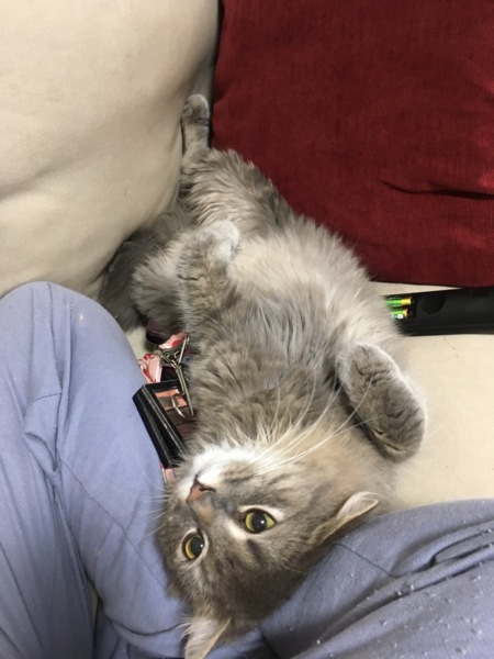 マンチカンとラパーマの両」神奈川県 - 猫の里親募集(217305 