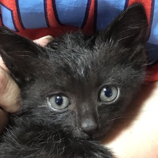 子猫里親さん募集