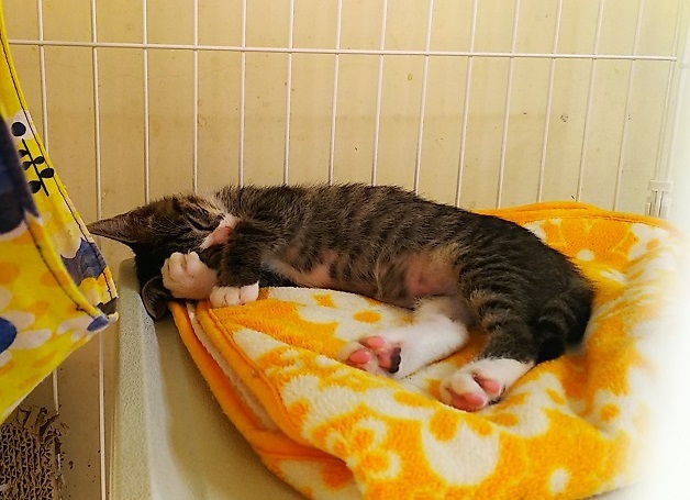 ４兄弟最後の1匹です サムネイル1