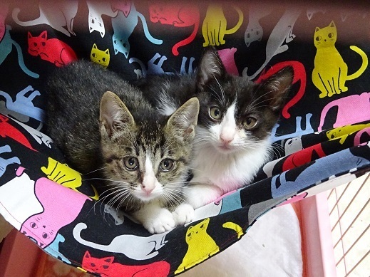 ４兄弟最後の1匹です サムネイル3