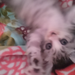 わたち、グリーゼ♪