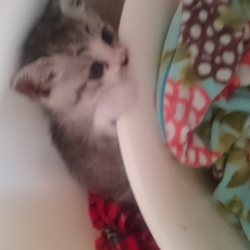 「わたち、グリーゼ♪」サムネイル2