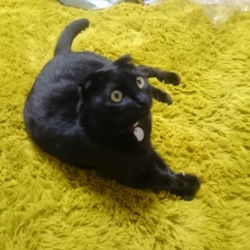 「わたち、グリーゼ♪」サムネイル3