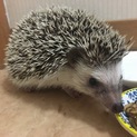 ハリネズミ 生後4ヶ月 オス 里親募集します