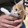 さあ❣️お家の子になる日が来たよ❣️