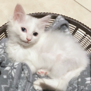 トライアルへ。真っ白半長毛オッドアイの女の子